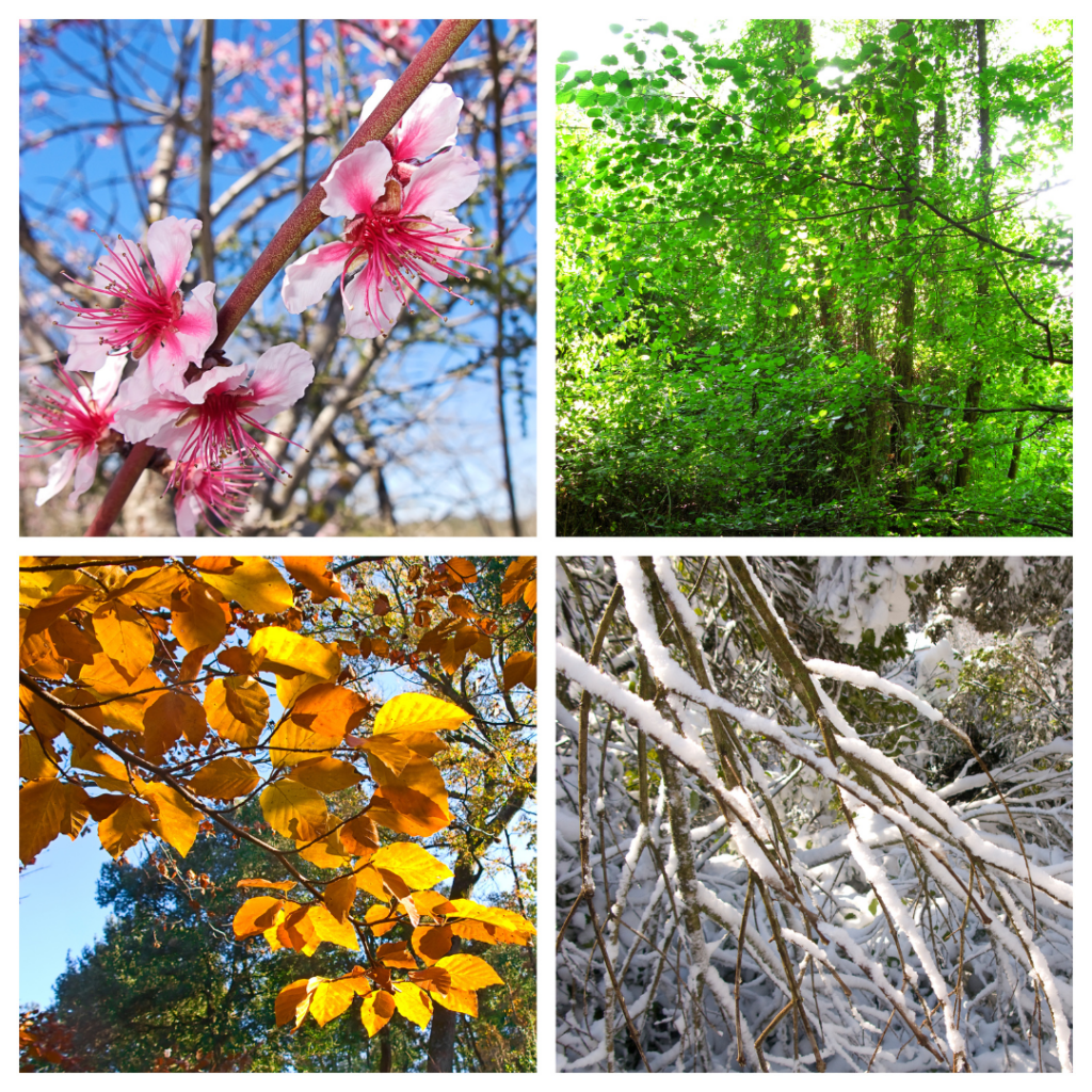 Depiction of the four seasons. Spring is cherry blossoms. Summer is green wooded area. Fall is branch with leaves changing to orange. Winter is barren branches covered in snow.