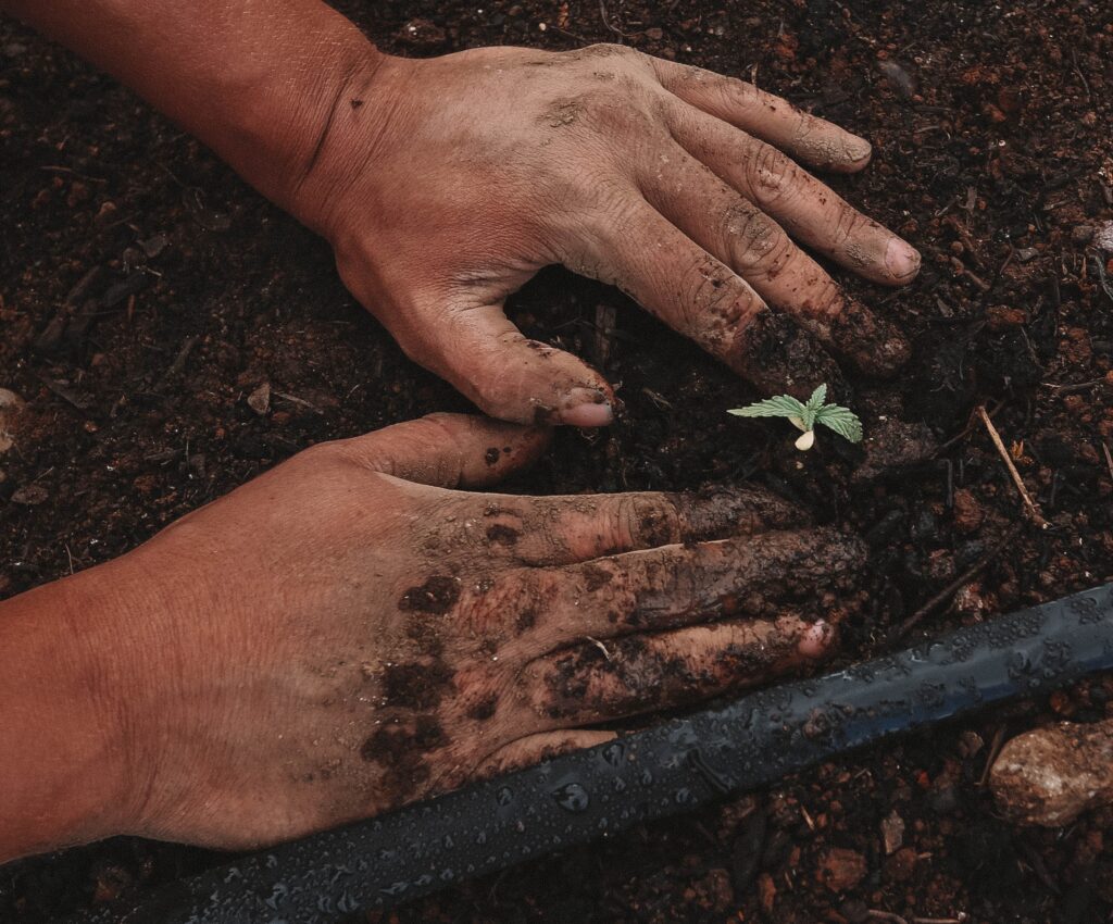 Planting seed in garden with bare hands patting the dirt around the sprout