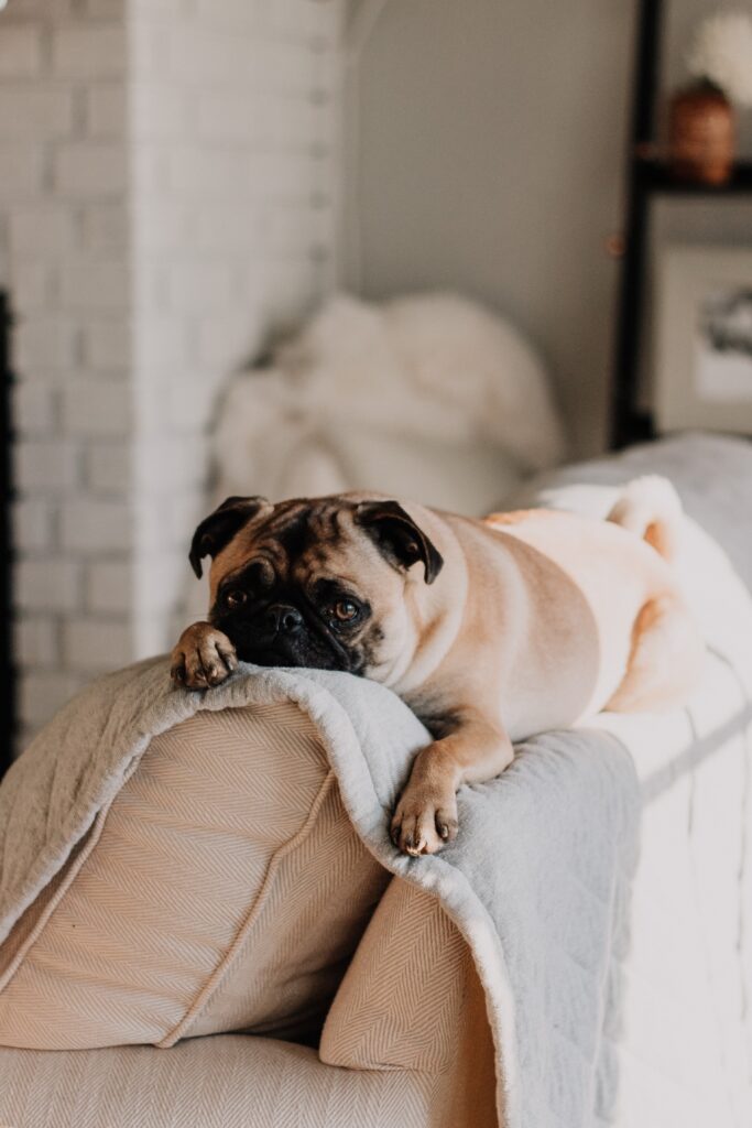 A pug laying on the top of a soft white couch with blanket